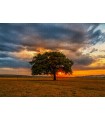 Puzzle da 1000 Pezzi - Leaves Eclipse