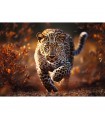 Puzzle da 1000 Pezzi Premium Plus - Photo Odyssey: Wild Leopard
