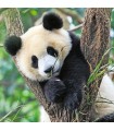 3 Puzzle da 49 Pezzi - Panda, Tigre e Leone