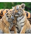 3 Puzzle da 49 Pezzi - Panda, Tigre e Leone