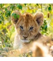 3 Puzzle da 49 Pezzi - Panda, Tigre e Leone