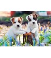 2 Puzzle da 12 Pezzi - Piccole Palle di Pelo