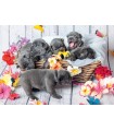 2 Puzzle da 12 Pezzi - Piccole Palle di Pelo