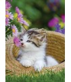 2 Puzzle da 500 Pezzi - Gattini