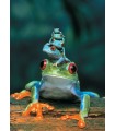Puzzle da 1000 Pezzi - Red-Eyed Tree Frog