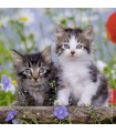 3 Puzzle da 49 Pezzi - Gattini