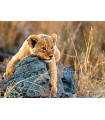 Puzzle da 200 Pezzi XXL - Piccolo Leone