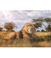 Puzzle da 1000 Pezzi - High Quality Collection: The King