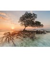 Puzzle 1000 pz - Red Mangrove, AvH