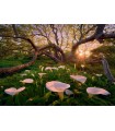 Puzzle 1000 pz - Calla Clearing, Magic Forests