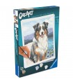 CreArt Adulti Serie Trend C - Pastore Australiano Blue Merle
