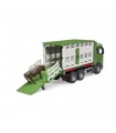  Scania Super 560R camion trasporto bestiame con un bovino
