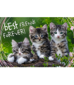 Puzzle da 260 Pezzi - Amicizia Felina