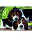 Puzzle da 500 Pezzi - Close Together
