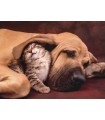 Puzzle da 500 Pezzi - High Quality Collection: Coccole
