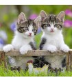 3 Puzzle da 49 Pezzi - Gattini