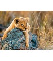 Puzzle da 200 Pezzi XXL - Piccolo Leone