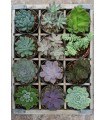 Puzzle da 300 Pezzi - Puzzle Moments: Green