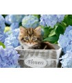 Puzzle da 300 Pezzi XXL - Piccolo Gattino