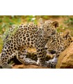 4 Puzzle da 100 Pezzi - Animali Selvatici