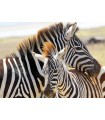 4 Puzzle da 100 Pezzi - Animali Selvatici