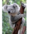 2 Puzzle da 500 Pezzi Panda e koala