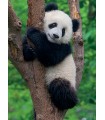 2 Puzzle da 500 Pezzi Panda e koala