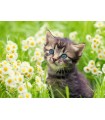 Puzzle da 500 Pezzi - Gattino nel Prato