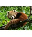 Puzzle da 500 Pezzi - Panda Rosso