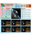 Stellar Horizons - Gioco da Tavolo di Strategia Spaziale | 1-7 Giocatori | Esplora e Colonizza il Sistema Solare - Andrew Rader