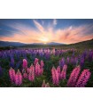 Puzzle da 500 Pezzi Nature Edition Lupini
