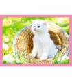 4 Puzzle in 1 - Fun Cats