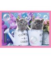 4 Puzzle in 1 - Fun Cats