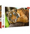 Puzzle da 500 Pezzi - Ritratto di una Tigre