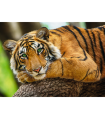 Puzzle da 500 Pezzi - Ritratto di una Tigre