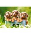 Puzzle da 500 Pezzi - Bassotti Carini