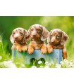Puzzle da 500 Pezzi - Bassotti Carini
