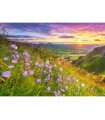 Puzzle da 500 Pezzi - Campanule all'Alba