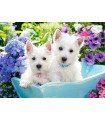 Puzzle da 200 Pezzi - Cuccioli di Westie