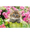 Puzzle da 100 Pezzi - Gattino nel Giardino Fiorito