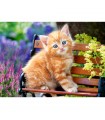 Puzzle da 180 Pezzi - Gattino Rosso
