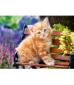 Puzzle da 180 Pezzi - Gattino Rosso