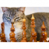 Come ti strappo un like con un gatto